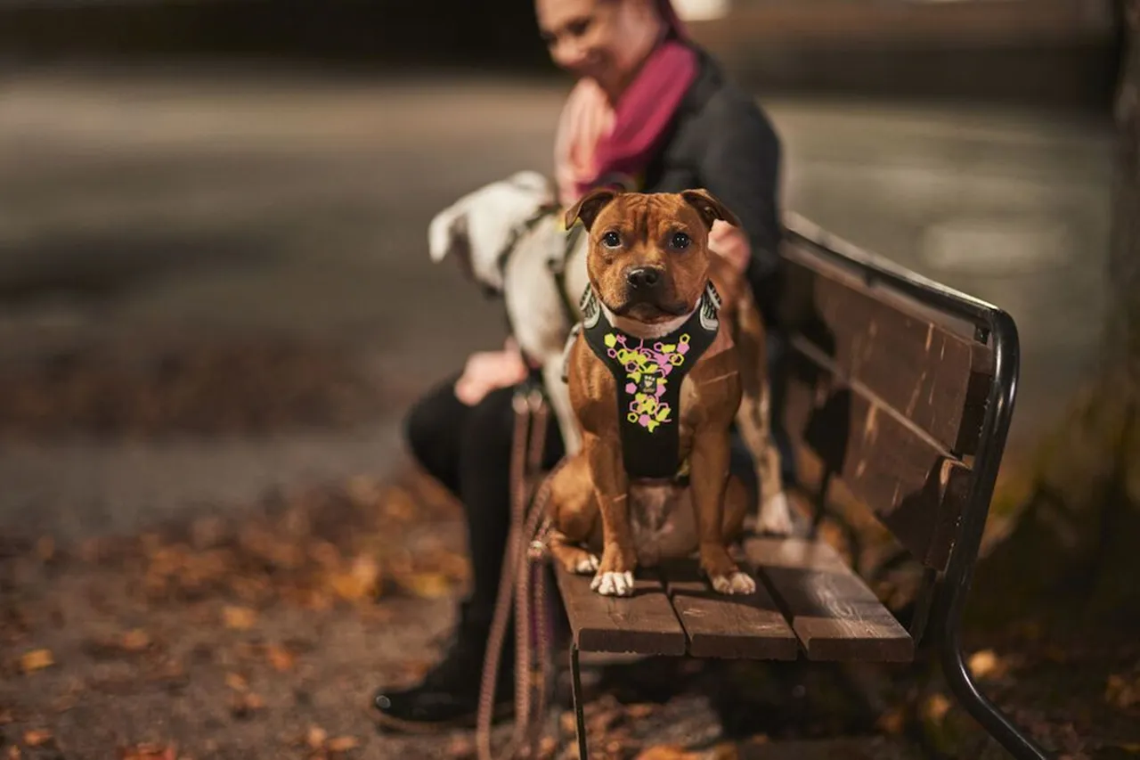 Hurtta Dog Harness: Weekend Warrior Neon Harness